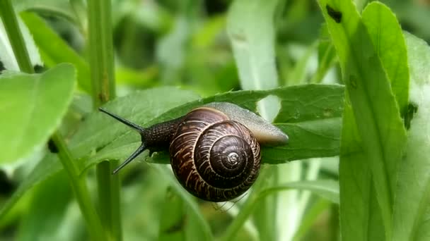 Caracol curioso se sienta en una hoja verde . — Vídeo de stock