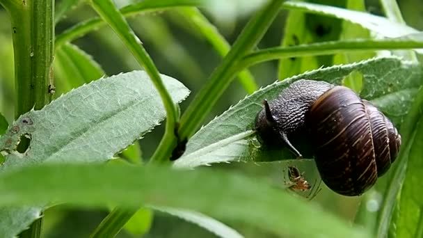 Curious snail sits on a green leaf. — Stock Video
