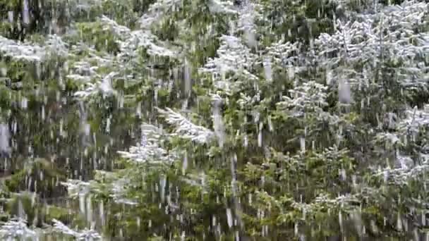 Fairy Śnieżyca Obejmuje Naturę Opadający Śnieg Lesie Świerkowym Wspaniałe Zimowe — Wideo stockowe