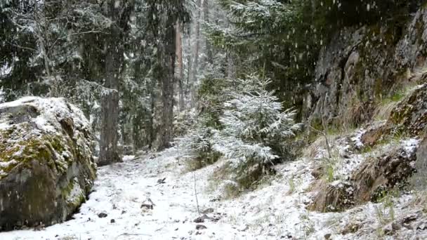 Fairy Sneeuwstorm Dekt Natuur Vallende Sneeuw Sparren Bos Fantastisch Uitzicht — Stockvideo