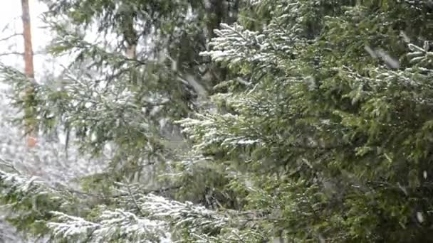 Χιονοθύελλα Καλύπτει Φύση Χιόνι Που Πέφτει Στο Δάσος Των Ερυθρελάτων — Αρχείο Βίντεο