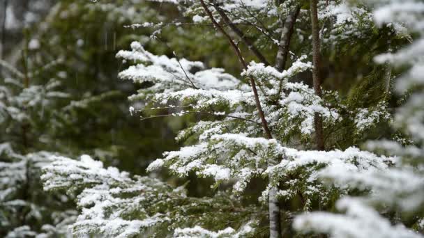 눈보라가 자연을 덮습니다 가문비 숲에서 떨어지는 눈송이와 추위의 마법의 — 비디오