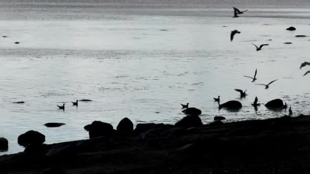 Flight of seagulls over calm sea a wonderful evening. — Stock Video