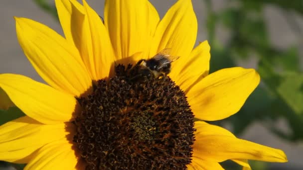 La abeja recoge el néctar del girasol . — Vídeo de stock