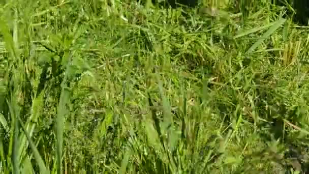 Cortando la hierba con la segadora . — Vídeos de Stock