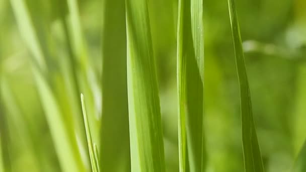 Fundo de grama verde. — Vídeo de Stock