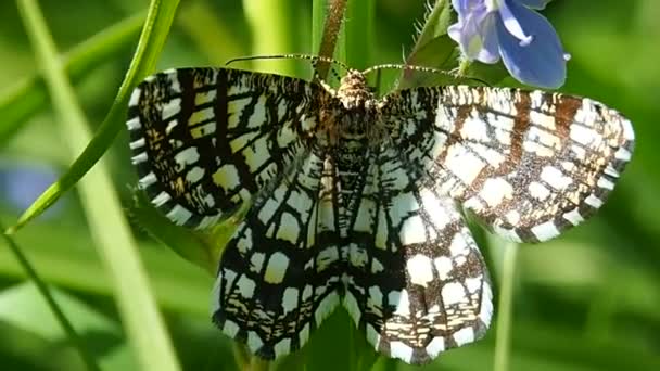 Mariposa en una flor de prado . — Vídeo de stock