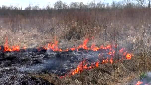 Fuego Destruye Hierba Seca Quema Naturaleza Salvaje Amenaza Desastre — Vídeos de Stock