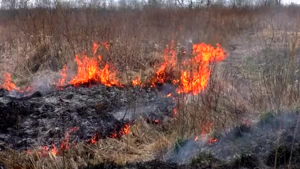 Fuego Destruye Hierba Seca Quema Naturaleza Salvaje Amenaza Desastre — Vídeos de Stock