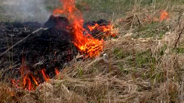 Огонь Уничтожает Сухую Траву Сжигание Дикой Природы Грозит Катастрофой — стоковое видео