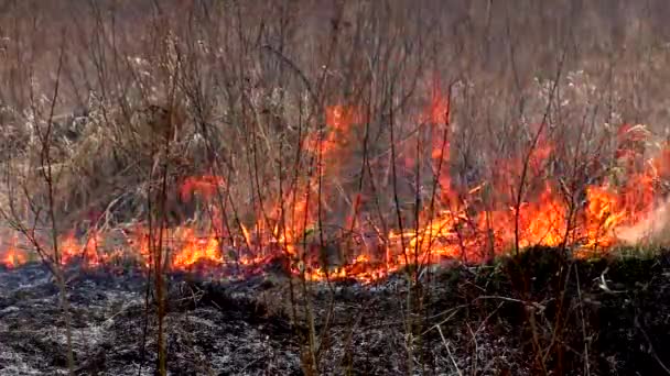 Feu Détruit Herbe Sèche Brûler Nature Sauvage Menace Désastre — Video