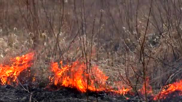 Brand Vernietigt Droog Gras Het Verbranden Van Wilde Natuur Dreigt — Stockvideo