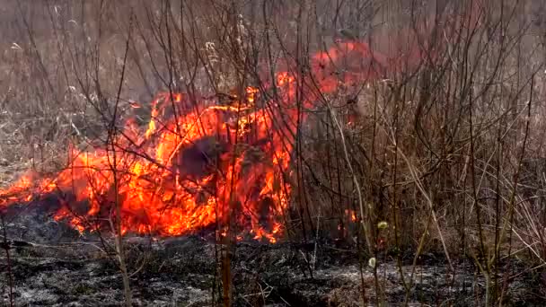Oheň Ničí Suchou Trávu Pálení Divoké Přírody Ohrožuje Katastrofu — Stock video