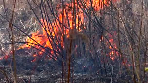 Fuego Destruye Hierba Seca Quema Naturaleza Salvaje Amenaza Desastre — Vídeos de Stock