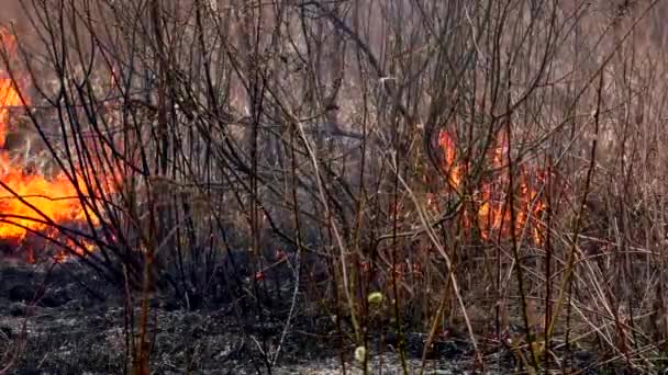 Fuego Destruye Hierba Seca Quema Naturaleza Salvaje Amenaza Desastre — Vídeos de Stock