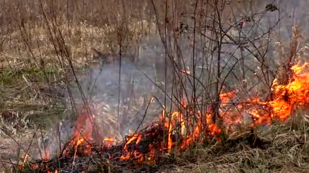 Le feu détruit l'herbe sèche. Brûler la nature sauvage menace le désastre.