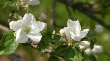 İlkbaharda elma çiçeği. Şiir ağacının narin çiçekleri.
