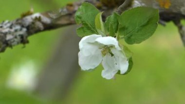 İlkbaharda elma çiçeği. Şiir ağacının narin çiçekleri.