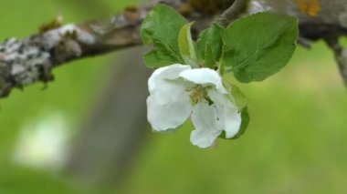 İlkbaharda elma çiçeği. Şiir ağacının narin çiçekleri.