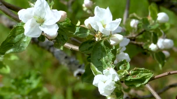 Wiosną Kwitną Jabłka Delikatne Kwiaty Drzewa Pome — Wideo stockowe