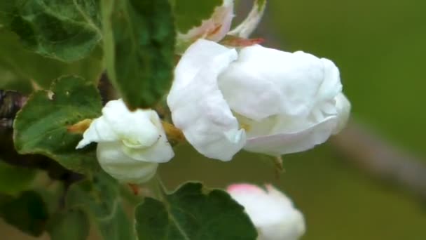 Wiosną Kwitną Jabłka Delikatne Kwiaty Drzewa Pome — Wideo stockowe