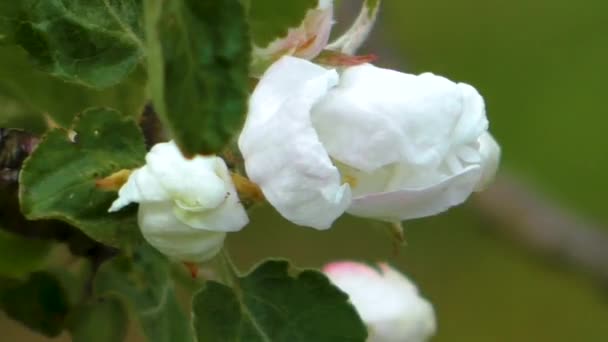 Äppelblom Våren Delikata Blommor Kärnträdet — Stockvideo