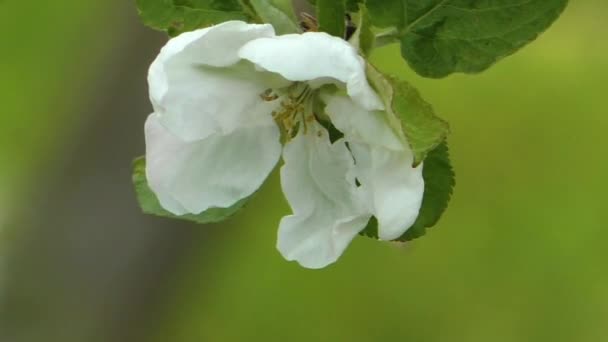 Flor Manzana Primavera Flores Delicadas Del Árbol Cúpula — Vídeos de Stock