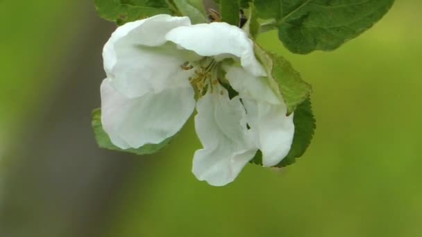 Äppelblom Våren Delikata Blommor Kärnträdet — Stockvideo