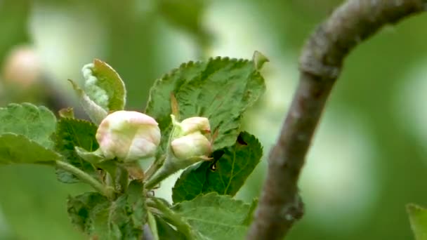 Fioritura Mele Primavera Delicati Fiori Del Pomo — Video Stock