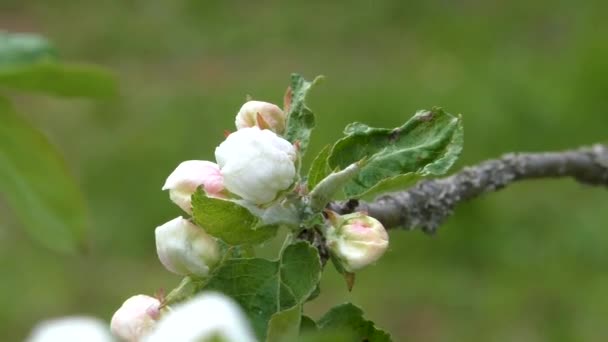 Apfelblüte Frühling Zarte Blüten Des Kerbbaums — Stockvideo