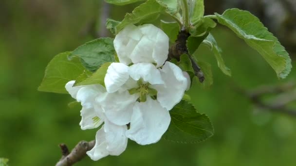 Äppelblom Våren Delikata Blommor Kärnträdet — Stockvideo