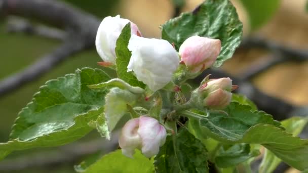Яблочный Цветок Весной Нежные Цветы Кустарника — стоковое видео