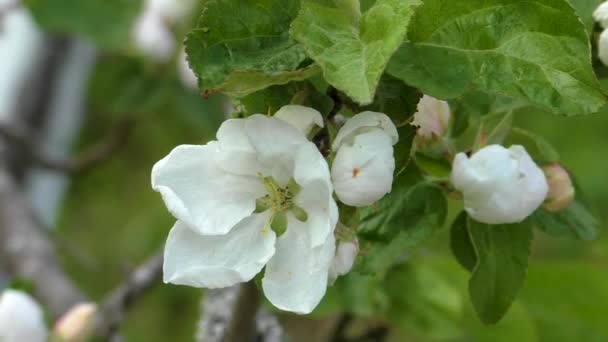 Flor Manzana Primavera Flores Delicadas Del Árbol Cúpula — Vídeos de Stock