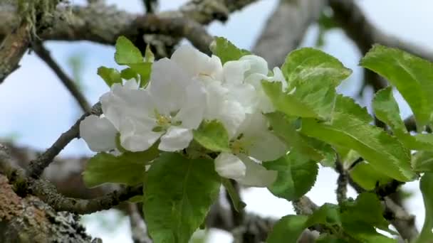 Äppelblom Våren Delikata Blommor Kärnträdet — Stockvideo