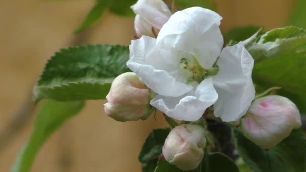 Äppelblom Våren Delikata Blommor Kärnträdet — Stockvideo