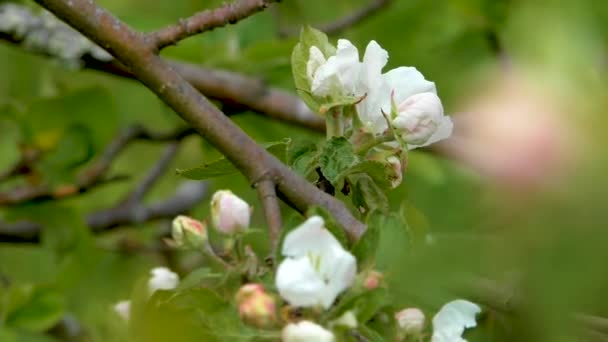 苹果树的嫩芽盛开 种子树精致的花朵 — 图库视频影像
