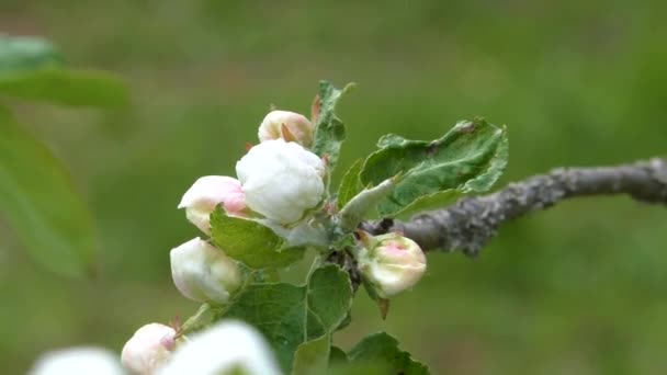 Bud Apple Trees Bloom Spring Delicate Flowers Seed Tree — Stock Video