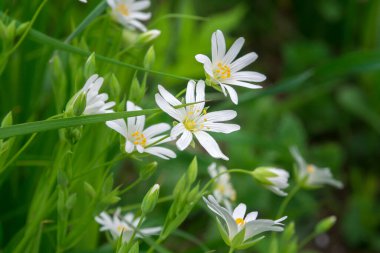 Çiçek açan çayırların doğası makro.