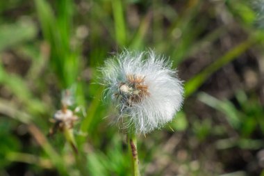 Karahindiba çiçeği, makro..