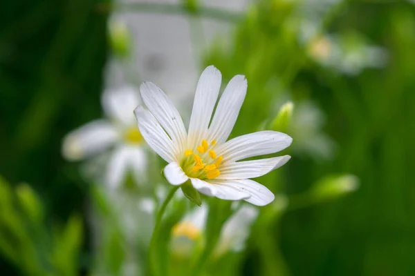 Ett Fält Med Vita Blommor Typ Blommande Ängar Makro — Stockfoto