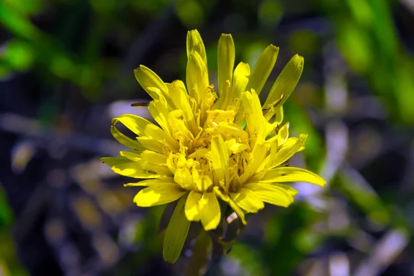 Karahindiba Çiçeği Makrosu — Stok fotoğraf