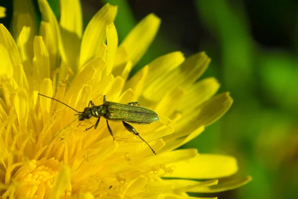 Campo Dandelion Flor Macro — Fotografia de Stock