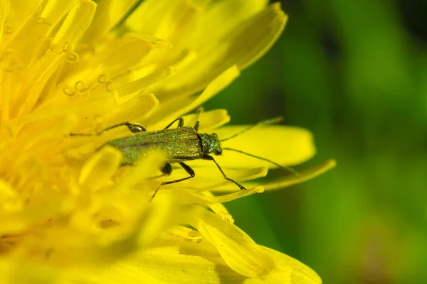 Campo Dandelion Flor Macro — Fotografia de Stock