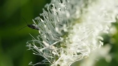 Bir böcek vahşi bir çayırda beyaz bir çiçekte oturur..