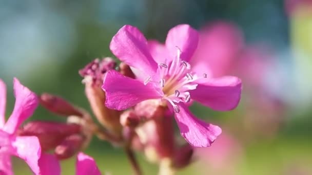 野生のピンクの花の草原. — ストック動画