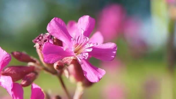 Grasveld van wilde roze bloemen. — Stockvideo