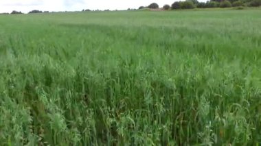 Ekin buğdayları tarım alanında yetişir..