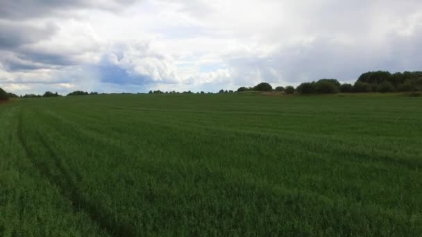 Gewassen tarwe groeien in een landbouwgebied. — Stockvideo