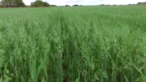 Crops wheat grow in an agricultural field. — Stock Video