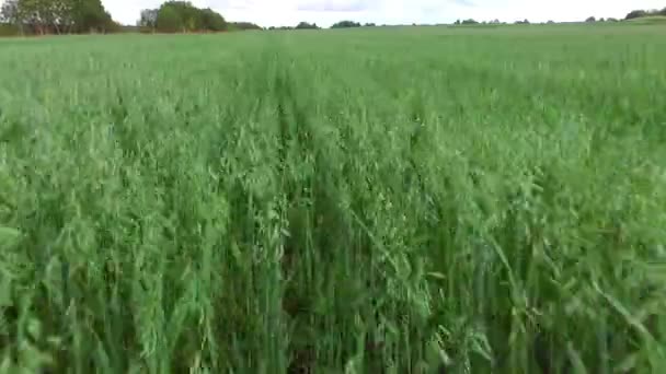 Gewassen tarwe groeien in een landbouwgebied. — Stockvideo